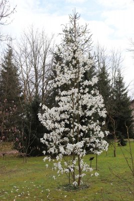 Magnolia x kewensis 'Wadas Memory' - šácholan - celek v květu